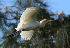 Bubulcus ibis coromandus