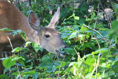 Odocoileus virginianus