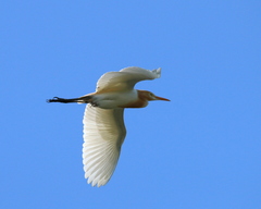 Bubulcus ibis coromandus