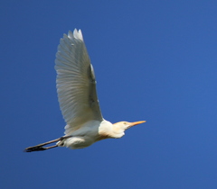 Bubulcus ibis coromandus