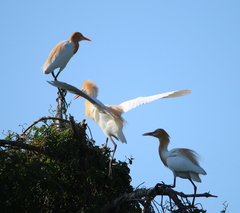 Bubulcus ibis coromandus