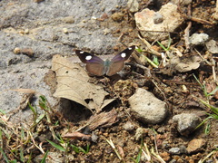 Diaethria bacchis