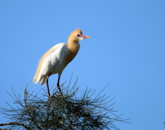 Bubulcus ibis coromandus