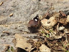 Diaethria bacchis