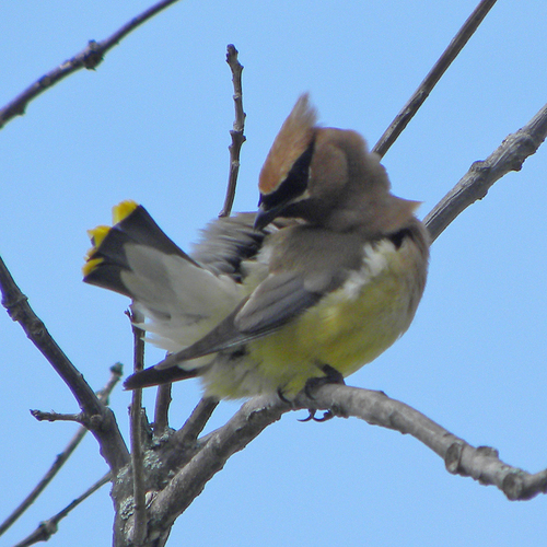 Cedar Waxwing photographed in Kentucky
