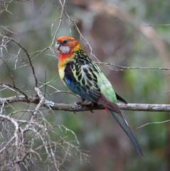 Eastern Rosella photo 6