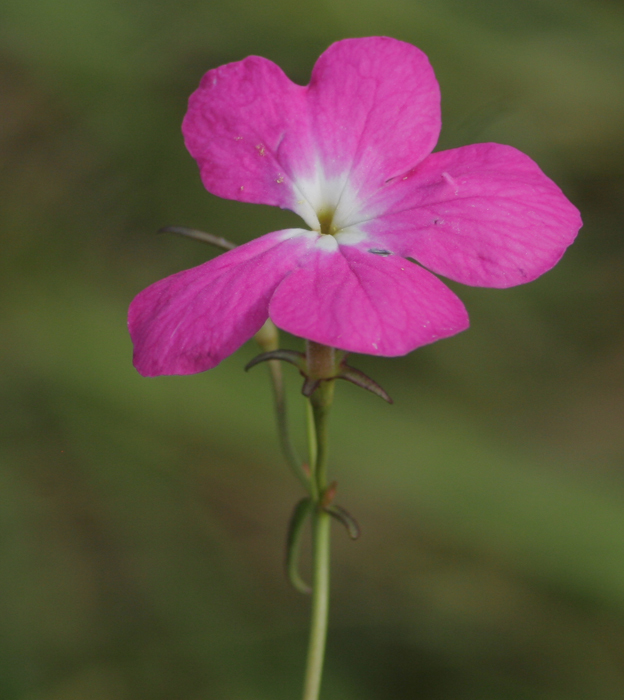 Cycnium tubulosum