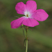 Vlei Ink-Flower - Photo (c) Joachim Louis, some rights reserved (CC BY-NC-ND), uploaded by Joachim Louis