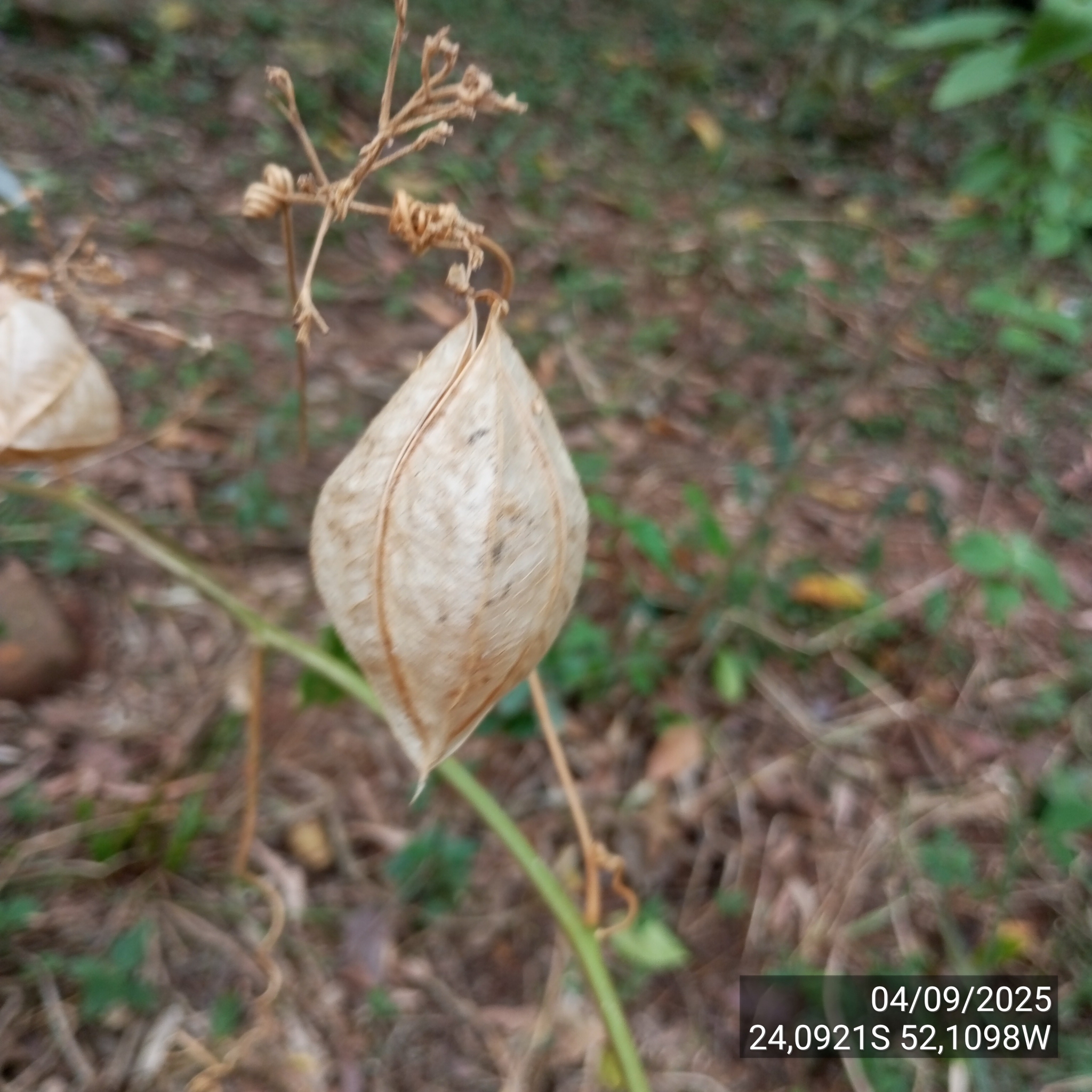 Cardiospermum grandiflorum