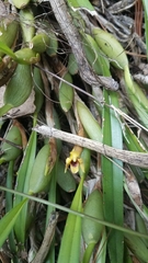 Maxillaria variabilis
