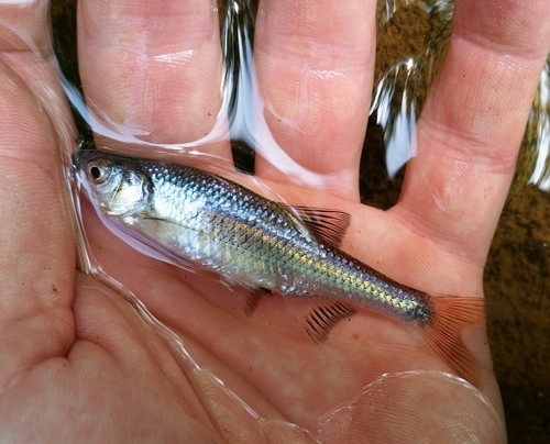 Pretty shiner (Lythrurus bellus) — Cyprinidae