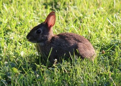 Sylvilagus floridanus