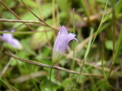 Hesperocodon hederaceus