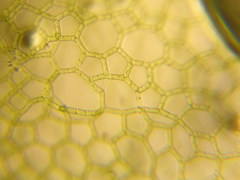 Hydrodictyon reticulatum