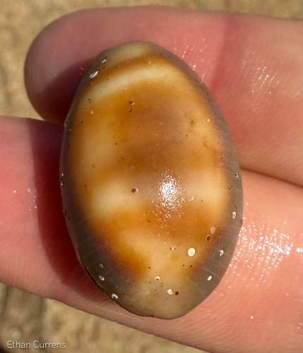Lyncina ventriculus observed 2025-07-24