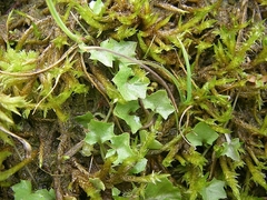 Hesperocodon hederaceus