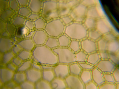 Hydrodictyon reticulatum