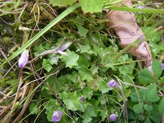 Hesperocodon hederaceus