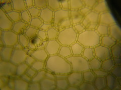 Hydrodictyon reticulatum