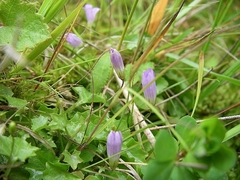 Hesperocodon hederaceus