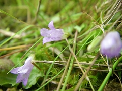 Hesperocodon hederaceus