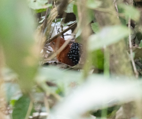White-spotted Flufftail (Sarothrura pulchra), photo 5