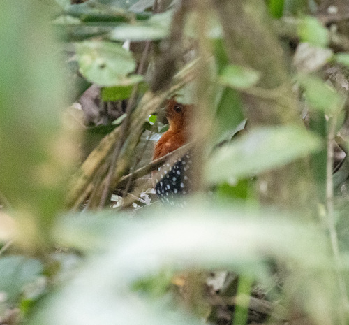 White-spotted Flufftail (Sarothrura pulchra), photo 9