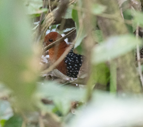 White-spotted Flufftail (Sarothrura pulchra), photo 2