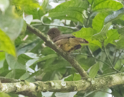 Little Greenbul (Eurillas virens), photo 3