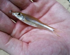 Notropis amplamala