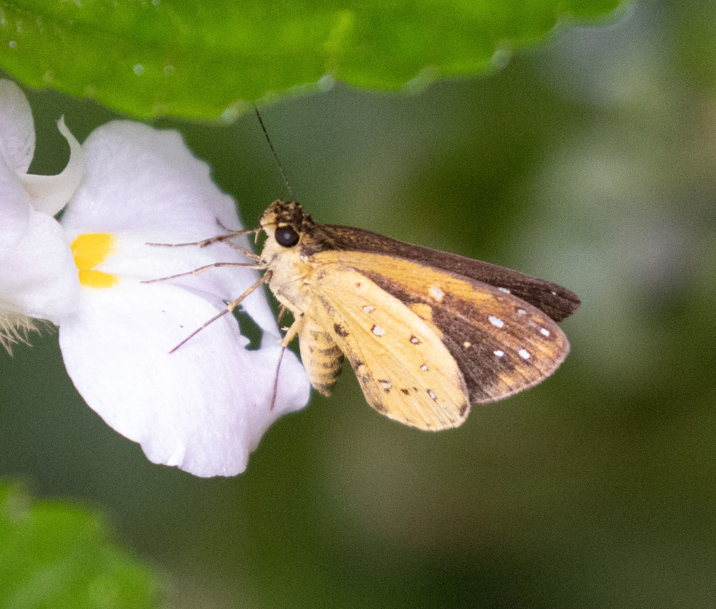 Ceratrichia semlikensis