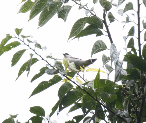 White-breasted Nigrita (Nigrita fusconotus), photo 9