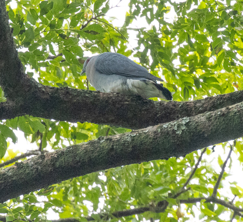 Afep Pigeon (Columba unicincta), photo 6