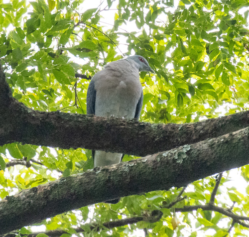 Afep Pigeon (Columba unicincta), photo 7