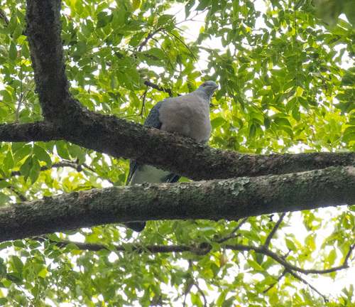 Afep Pigeon (Columba unicincta), photo 8
