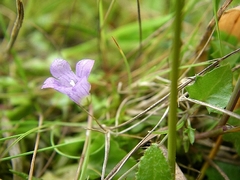 Hesperocodon hederaceus