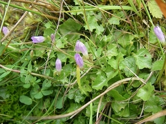 Hesperocodon hederaceus