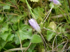 Hesperocodon hederaceus