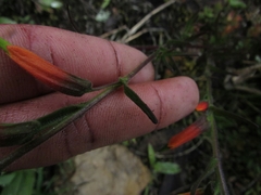 Castilleja integrifolia
