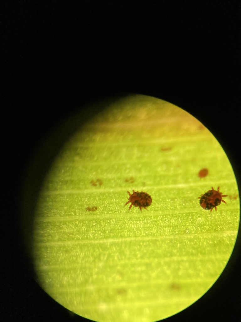 red palm mite