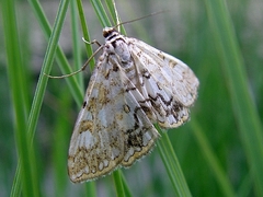 Elophila nymphaeata