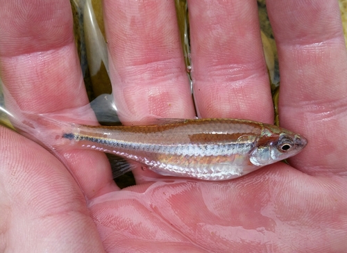 Rough shiner (Notropis baileyi) — Cyprinidae — 2