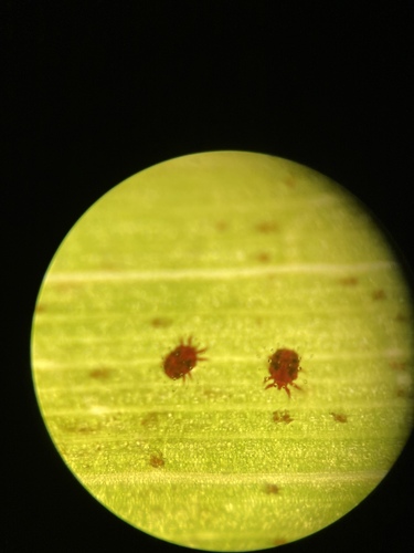 Red Palm Mite
