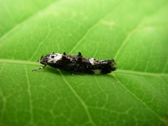 Mompha conturbatella