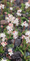 Bryanthus gmelinii