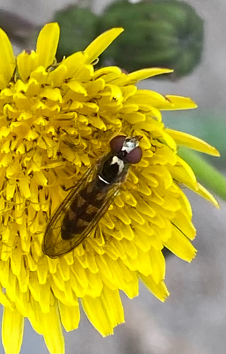 Unknown species found near Oak Harbor, WA, US