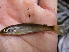 Thymallus thymallus