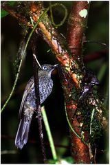 Myza celebensis