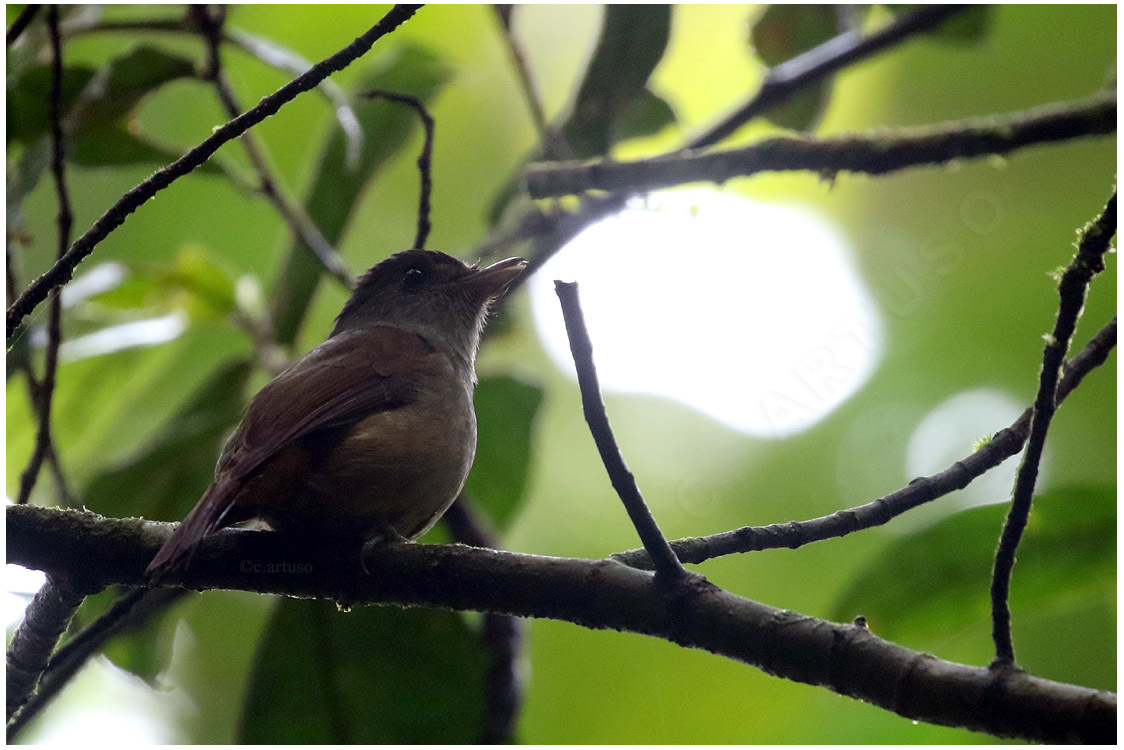 Matinan Flycatcher illustration