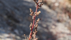 Chenopodium fremontii